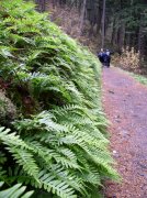 Waukeena Mult Falls 11.26.05 009 